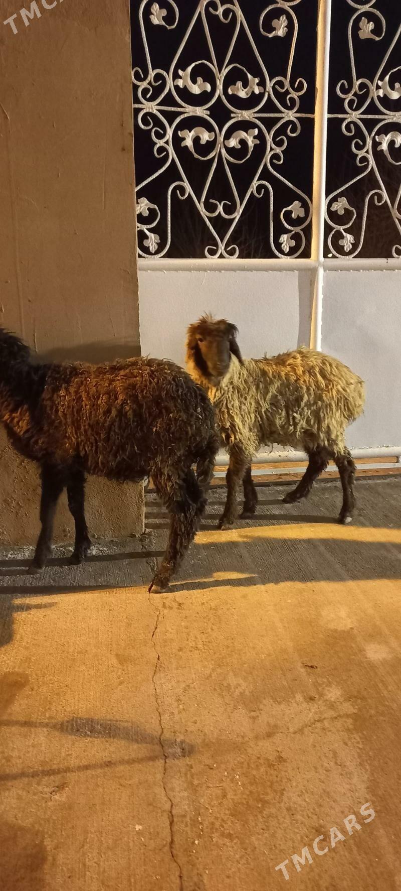 goyun tokly garakol - Aşgabat - img 1