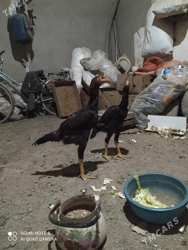 horaz - Шабатский этрап - img 1