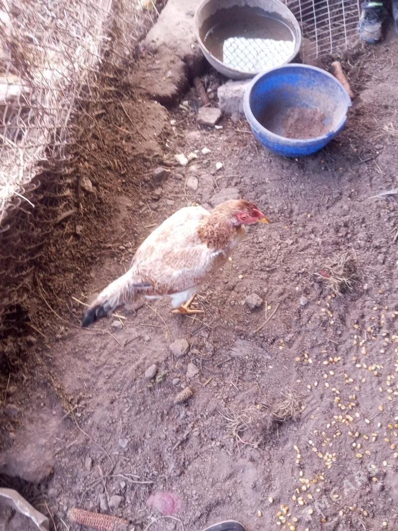 Baysow - Чарджоу - img 1