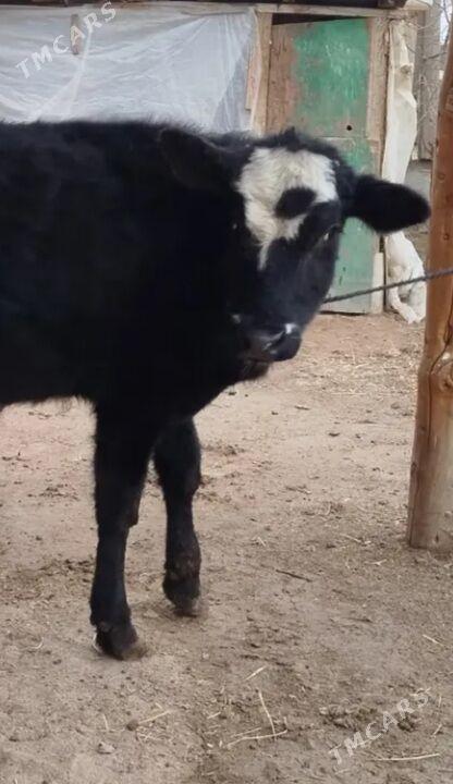 okuz - Ашхабад - img 1