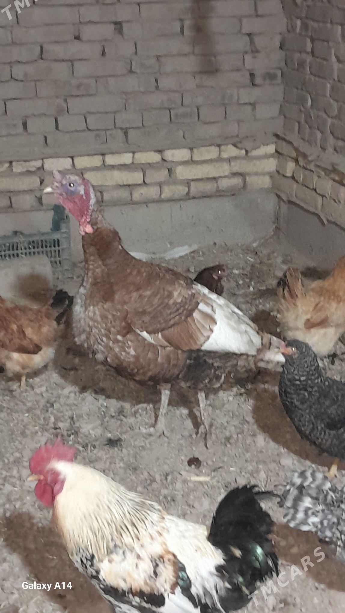 AVGAN INDUK - Görogly (Tagta) - img 1