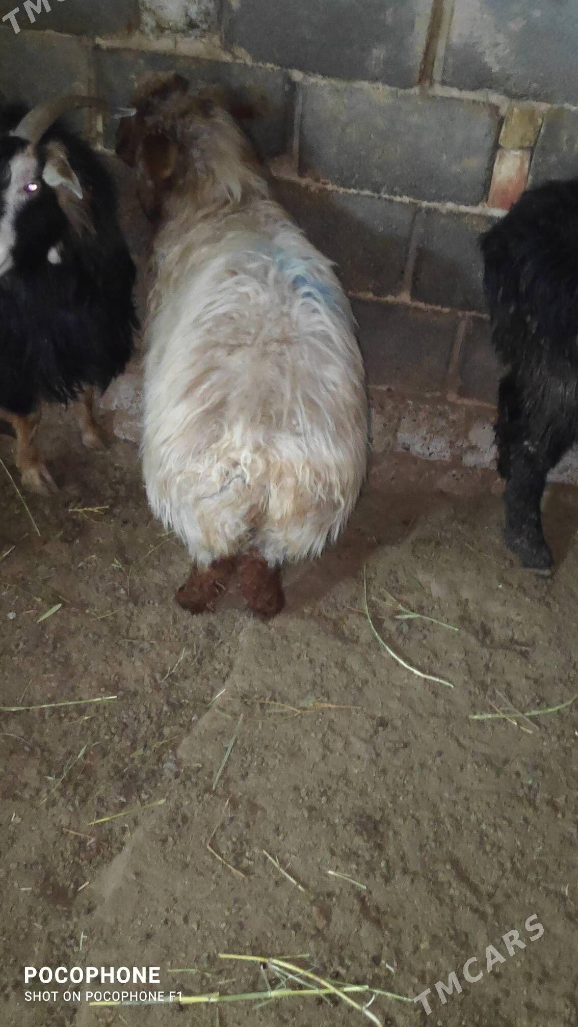 Tokly - Hitrowka - img 1