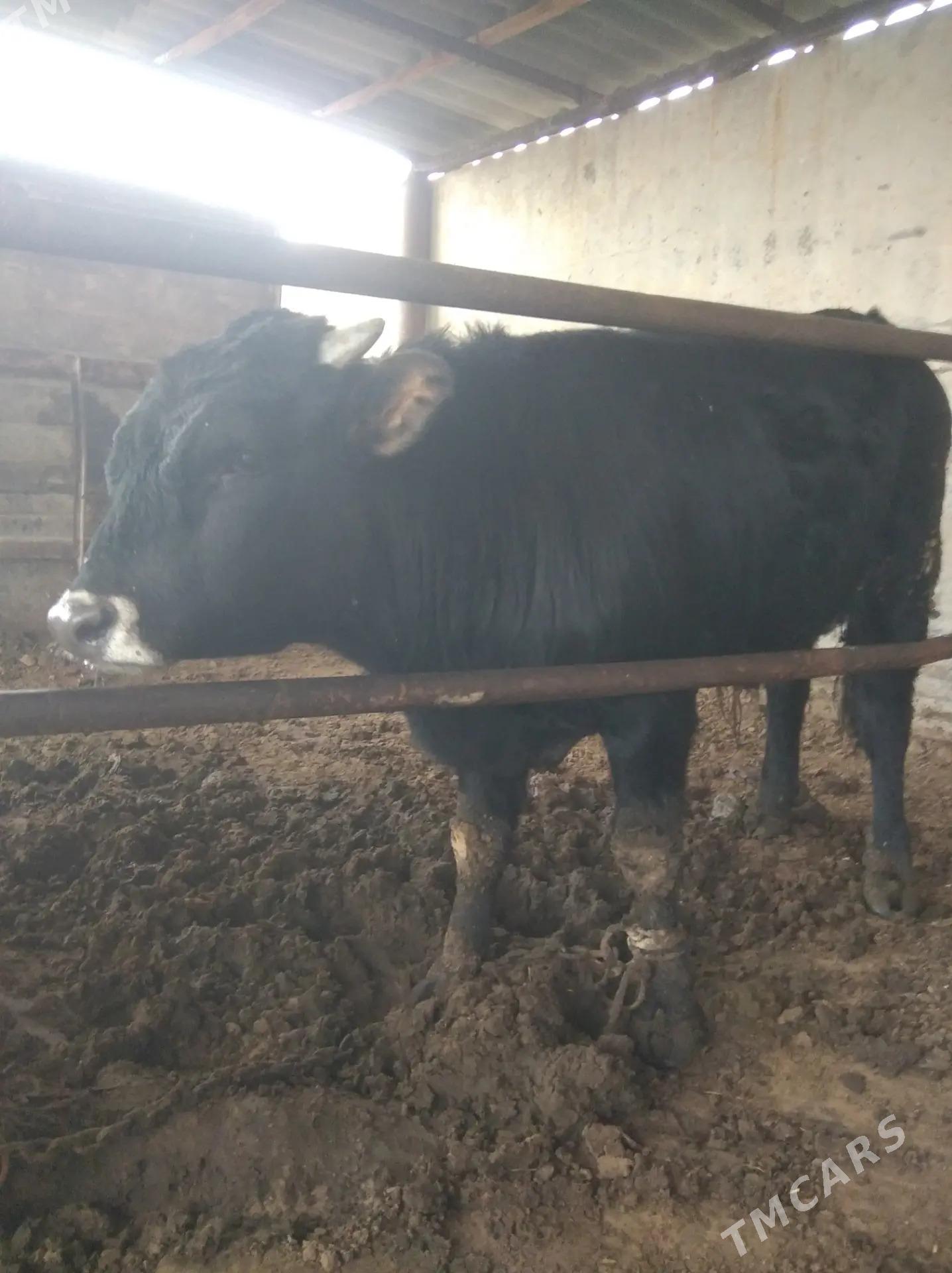 Yas Okuz - Ak bugdaý etraby - img 1