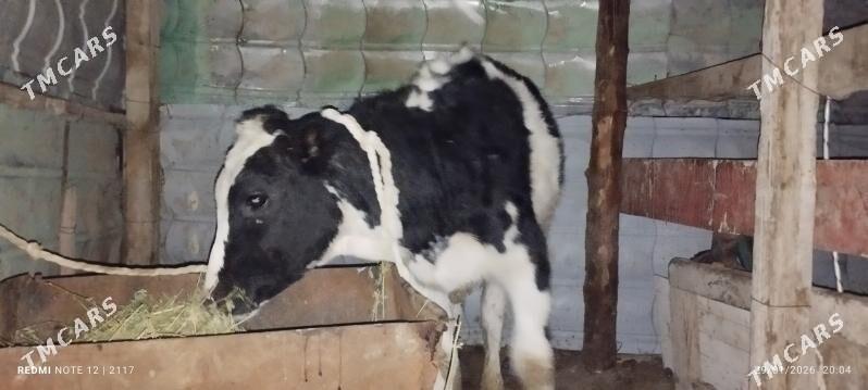 Galisteyin tuwe - Гёкдепе - img 1