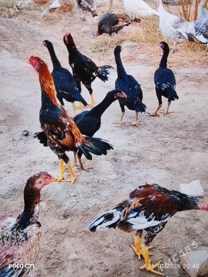 baysow - Чарджоу - img 1