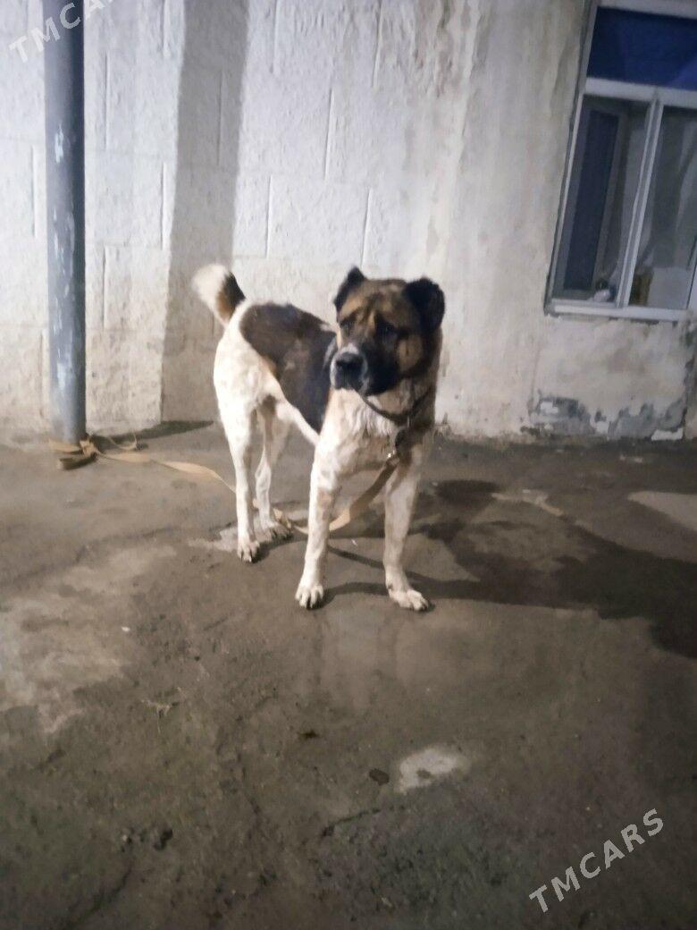 alabay it - Herrikgala - img 1