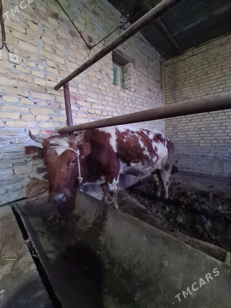 Sygyr - Türkmenabat - img 1