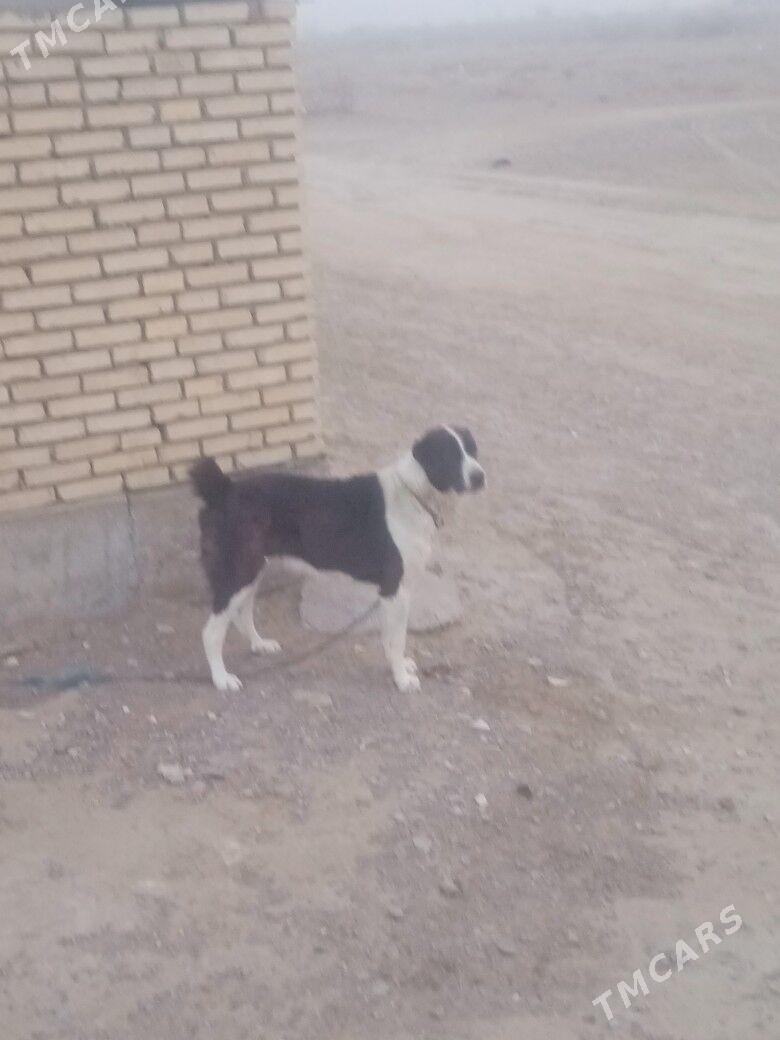 Türkmen alabaý - Mary - img 1