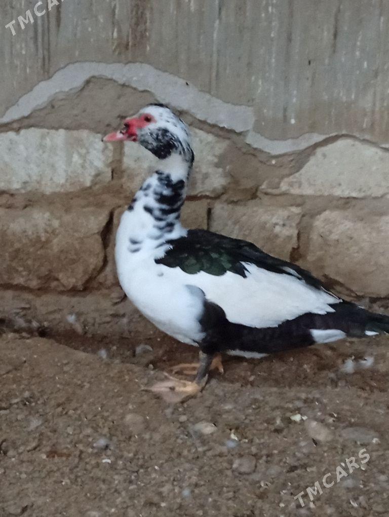 Ördek - Гызыларбат - img 1