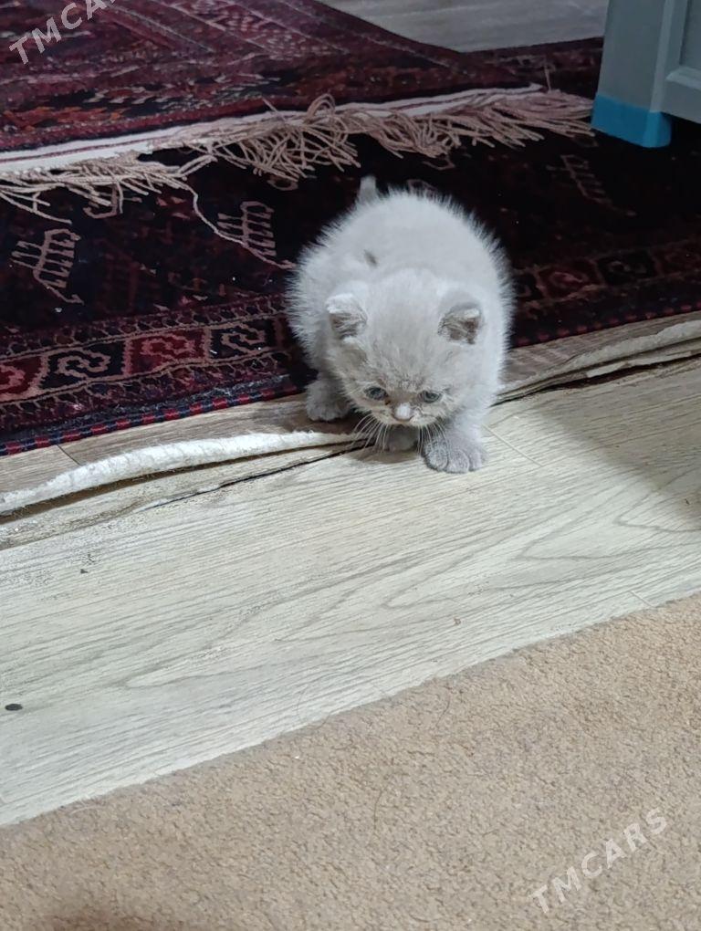 pişijek / котёнок - 30 mkr - img 1