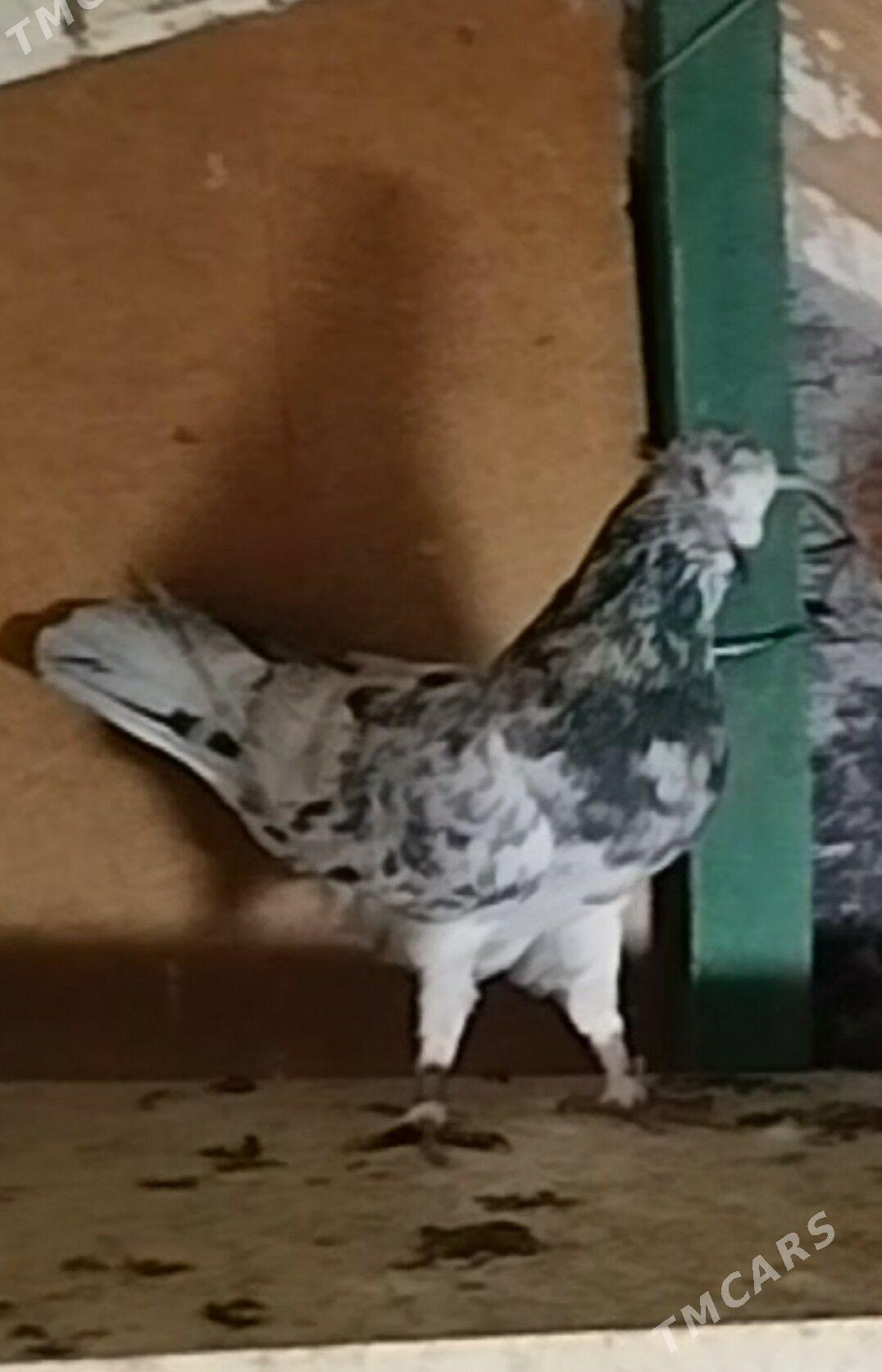 Kepderi - Ашхабад - img 1