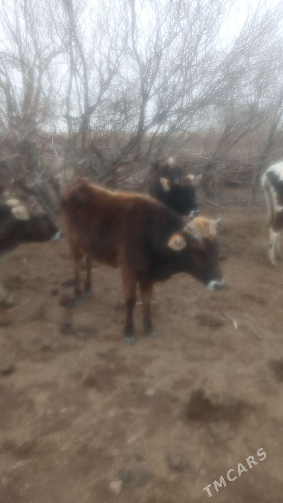 Tuwe - Bäherden - img 1