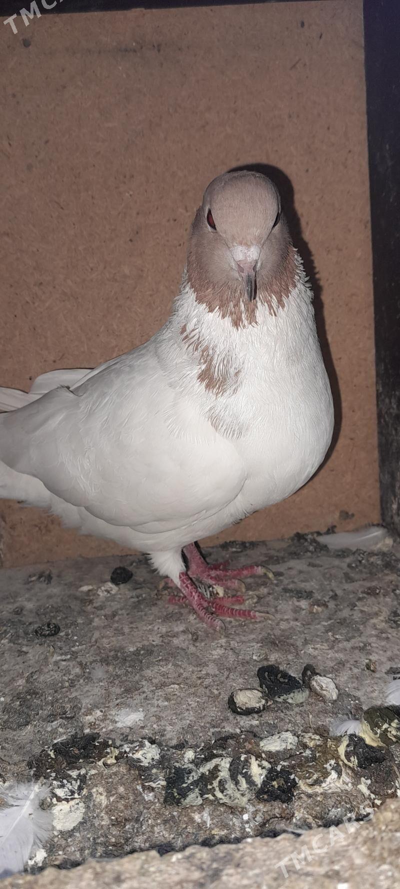 kepderi - Ашхабад - img 1