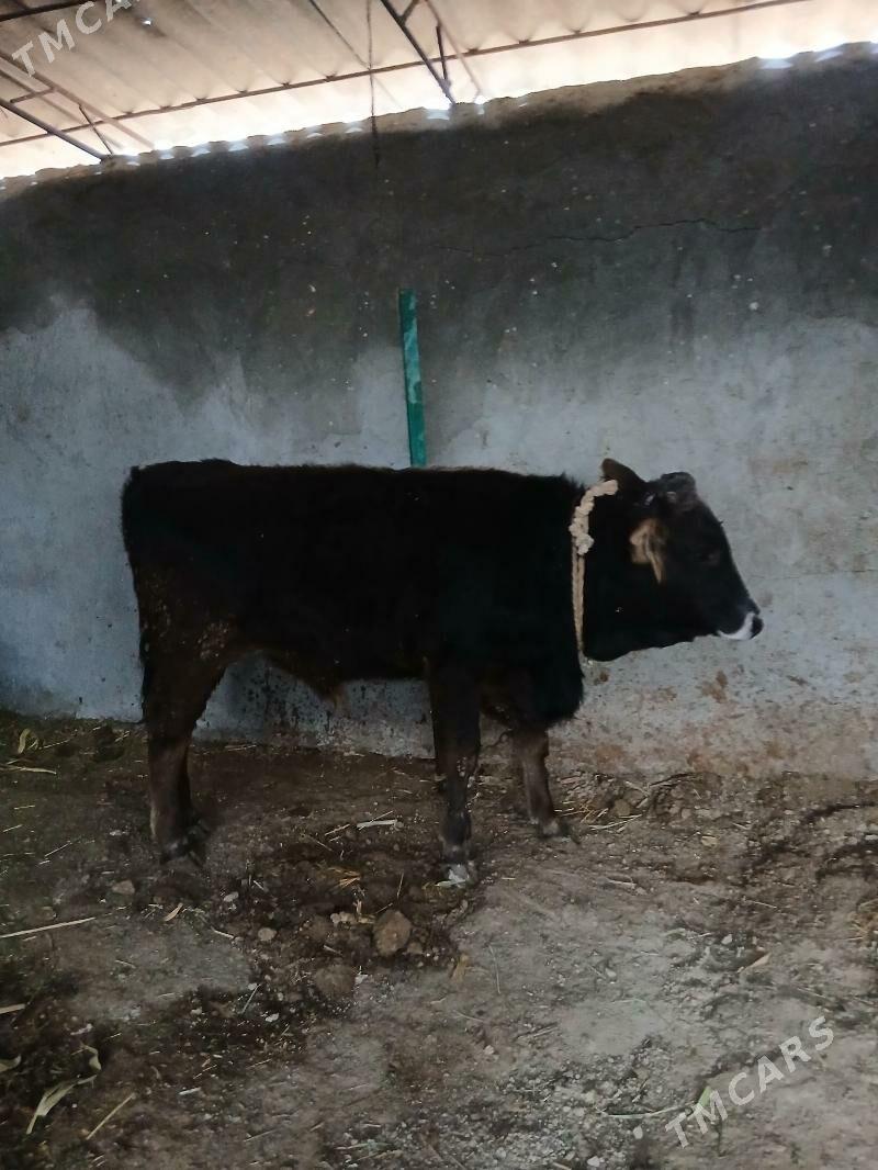 🦬okuz 🦬 - Ýaşlyk - img 1