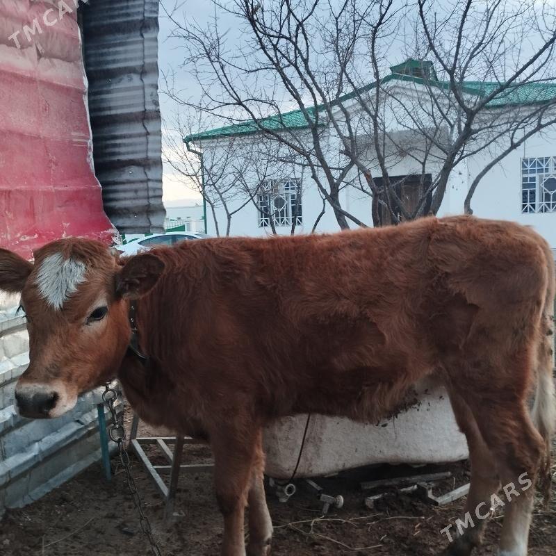 göle - Тязе заман - img 1