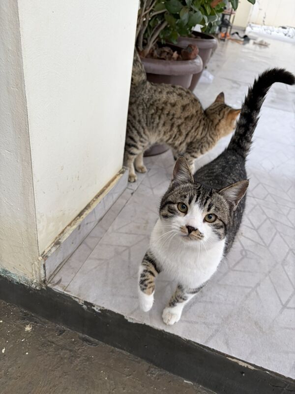 Котята / Pişik - Ашхабад - img 1