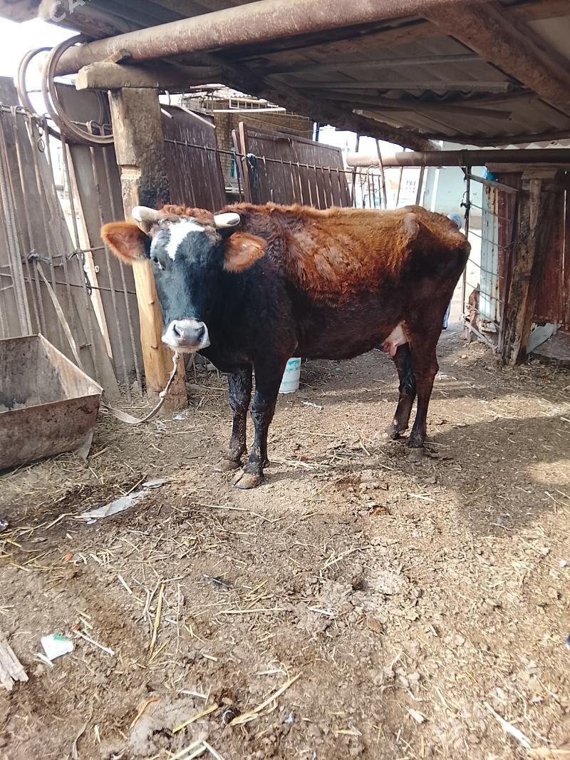 göleli sygyr - Wekilbazar - img 1