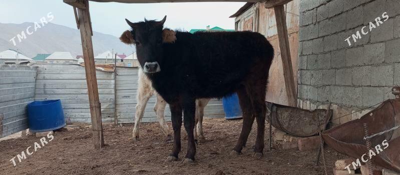 gacar - Balkanabat - img 1