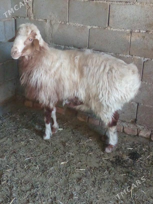 GOŶ - Бахарден - img 1