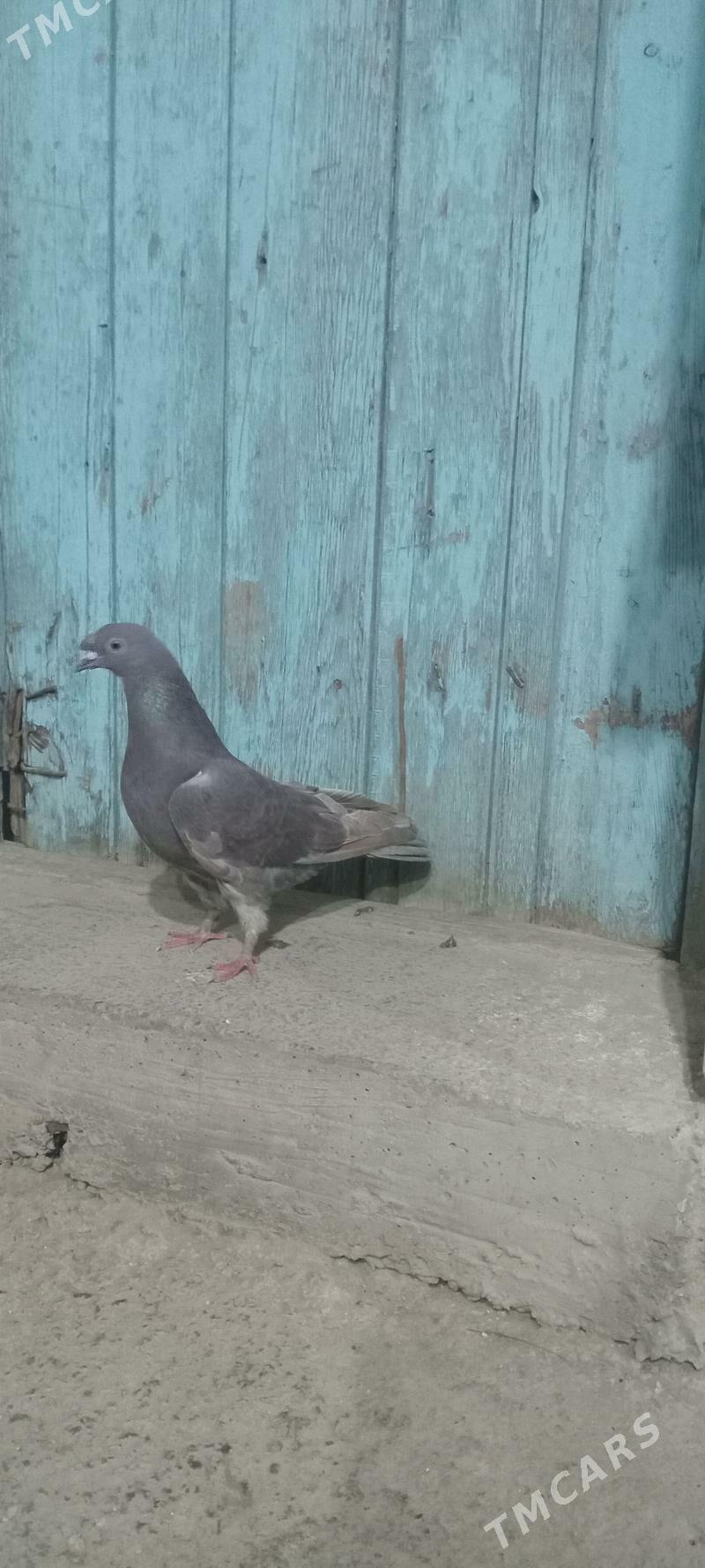 kepderi - Gyzylarbat - img 1