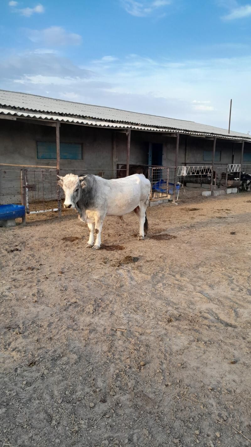 Okuz - Эсенгулы - img 1