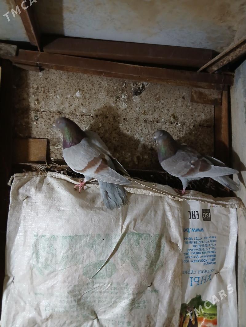 kepderi - Векильбазар - img 1