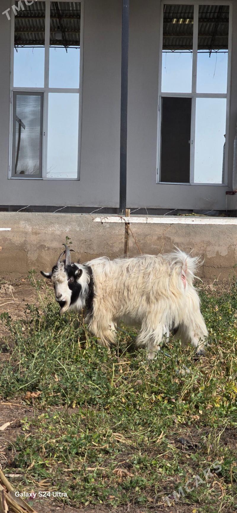 TEKE OGLAK - Дянев - img 1