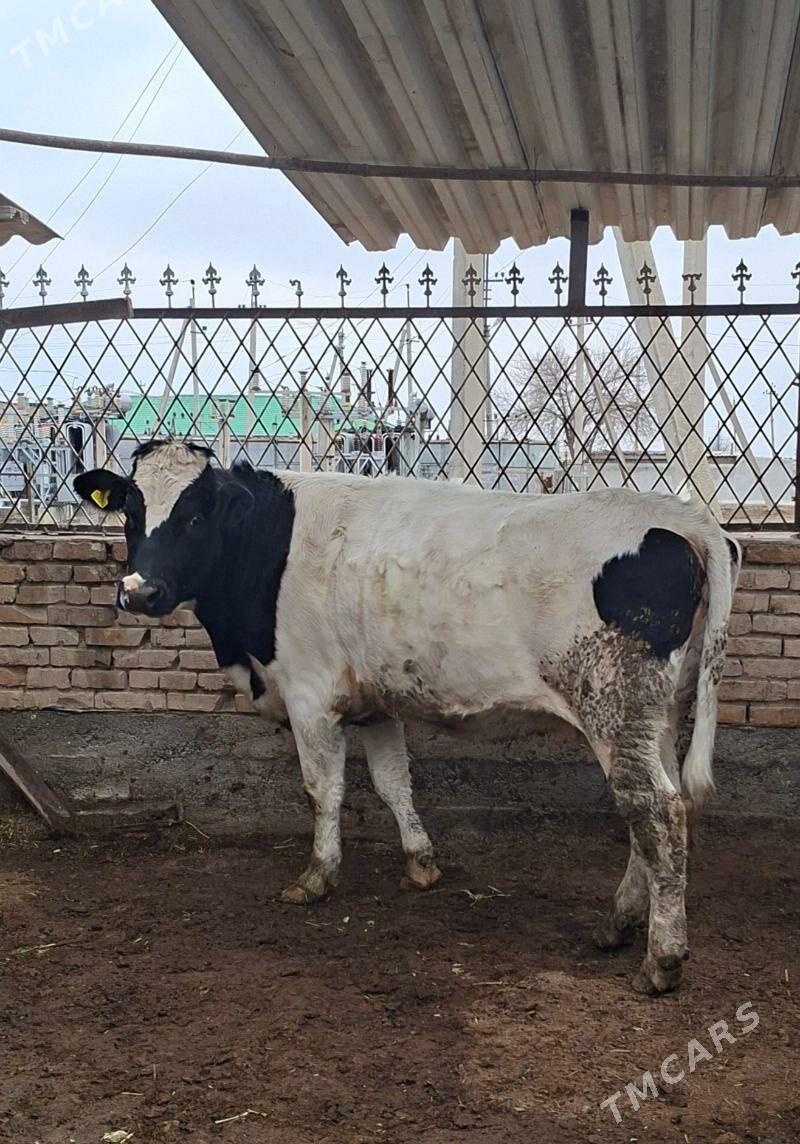 Golşdeýin bogaz sygyr - Анев - img 1