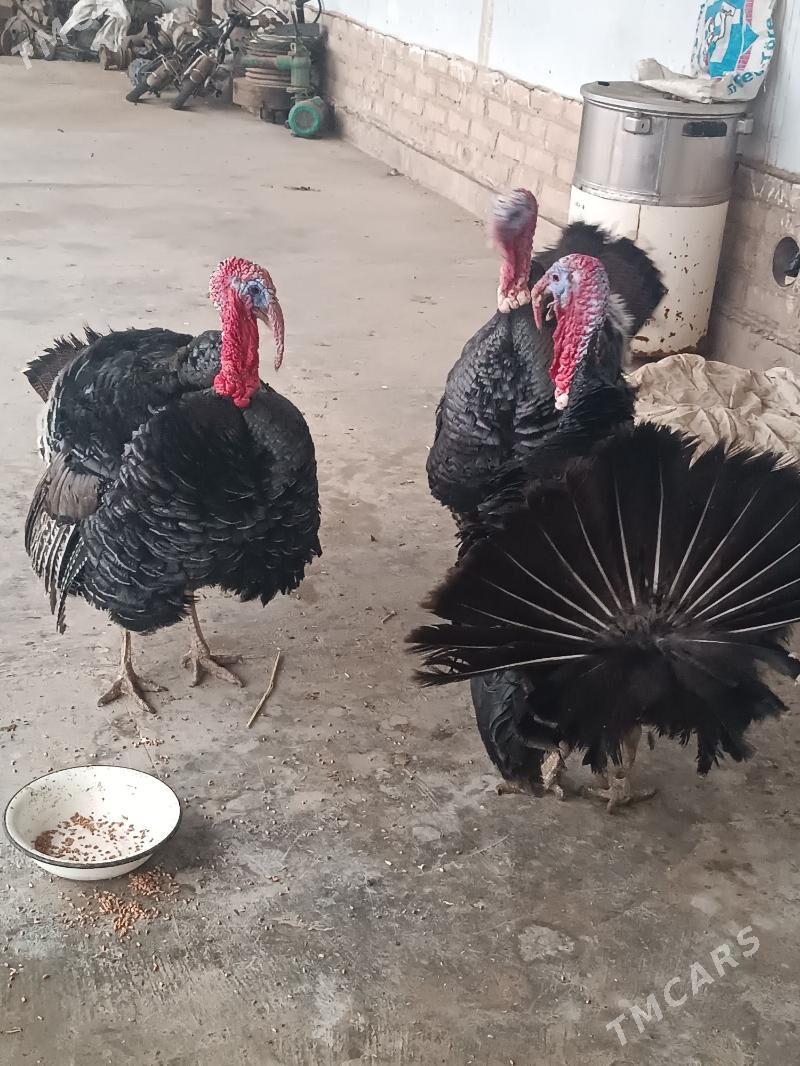 Induk horazlar - Гороглы (Тагта) - img 1