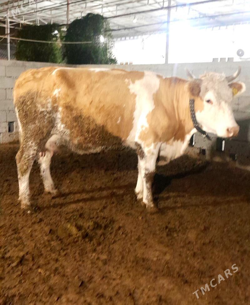 Simental sygyr - Анев - img 1