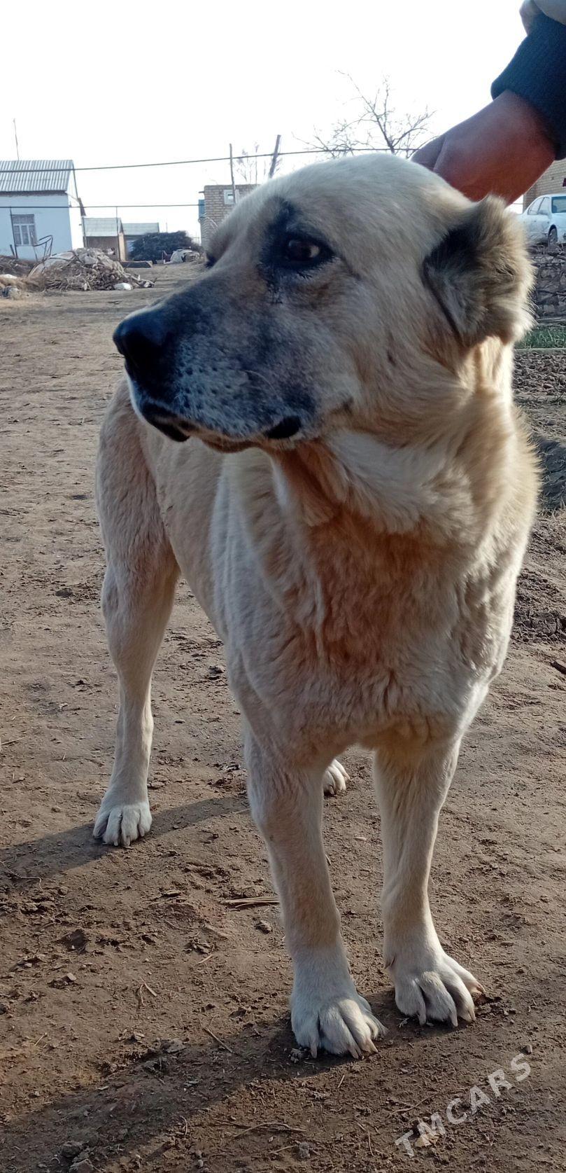 Alabay - Kerki - img 1