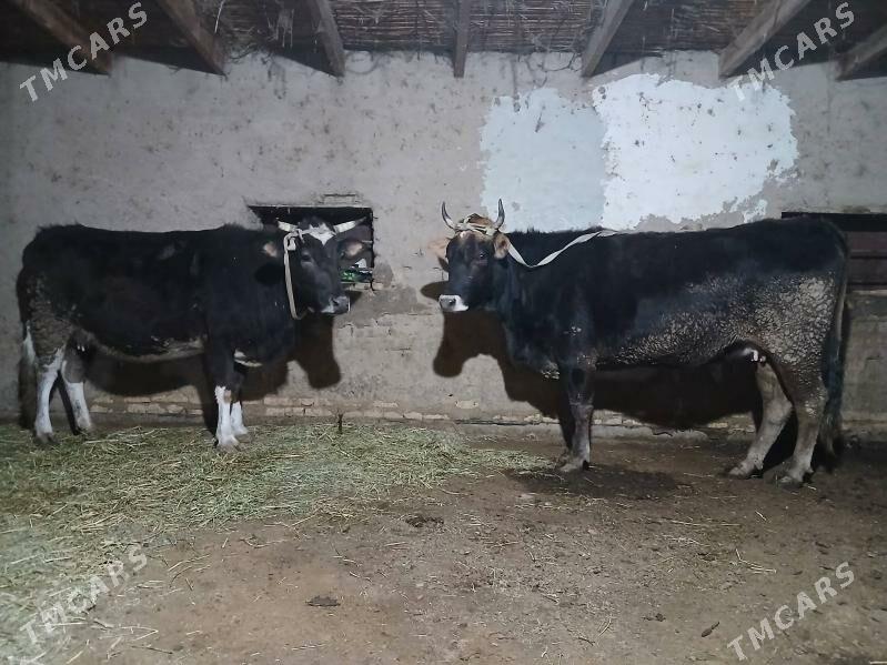 bogaz - Векильбазар - img 1