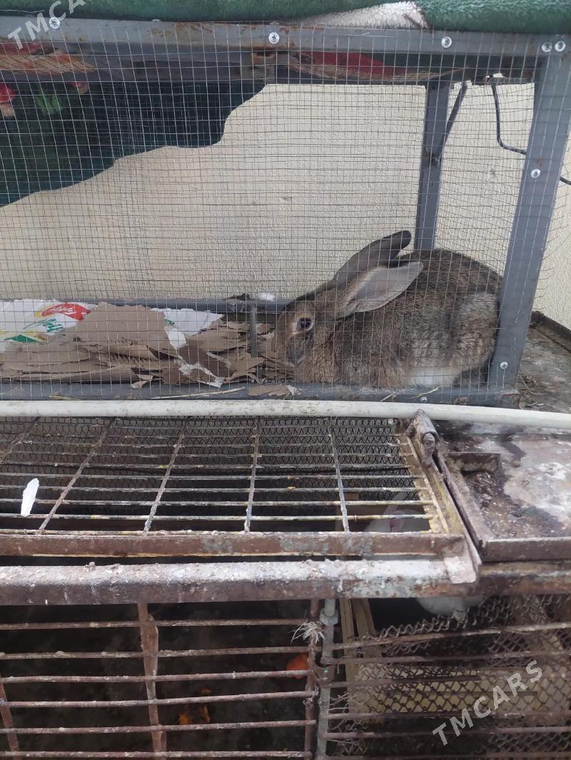 towsan welikan - Хитровка - img 1