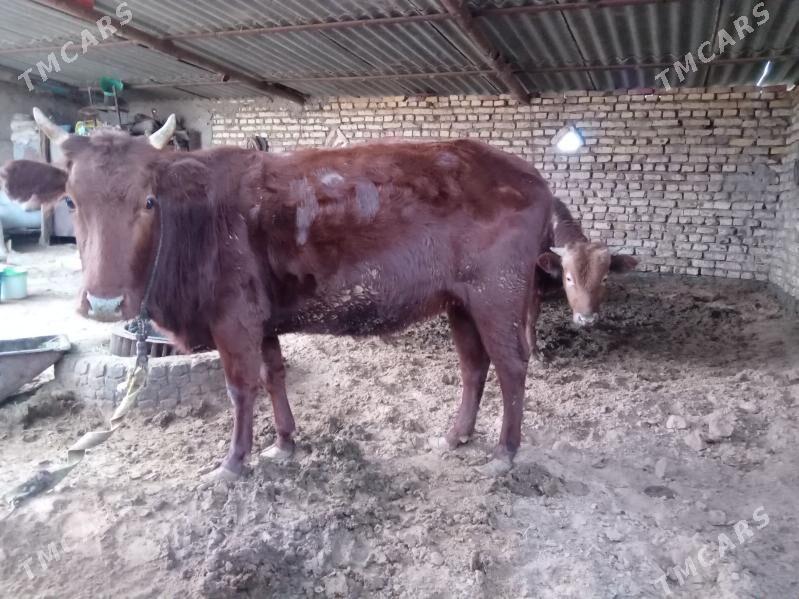 tuwe - Babadaýhan - img 1