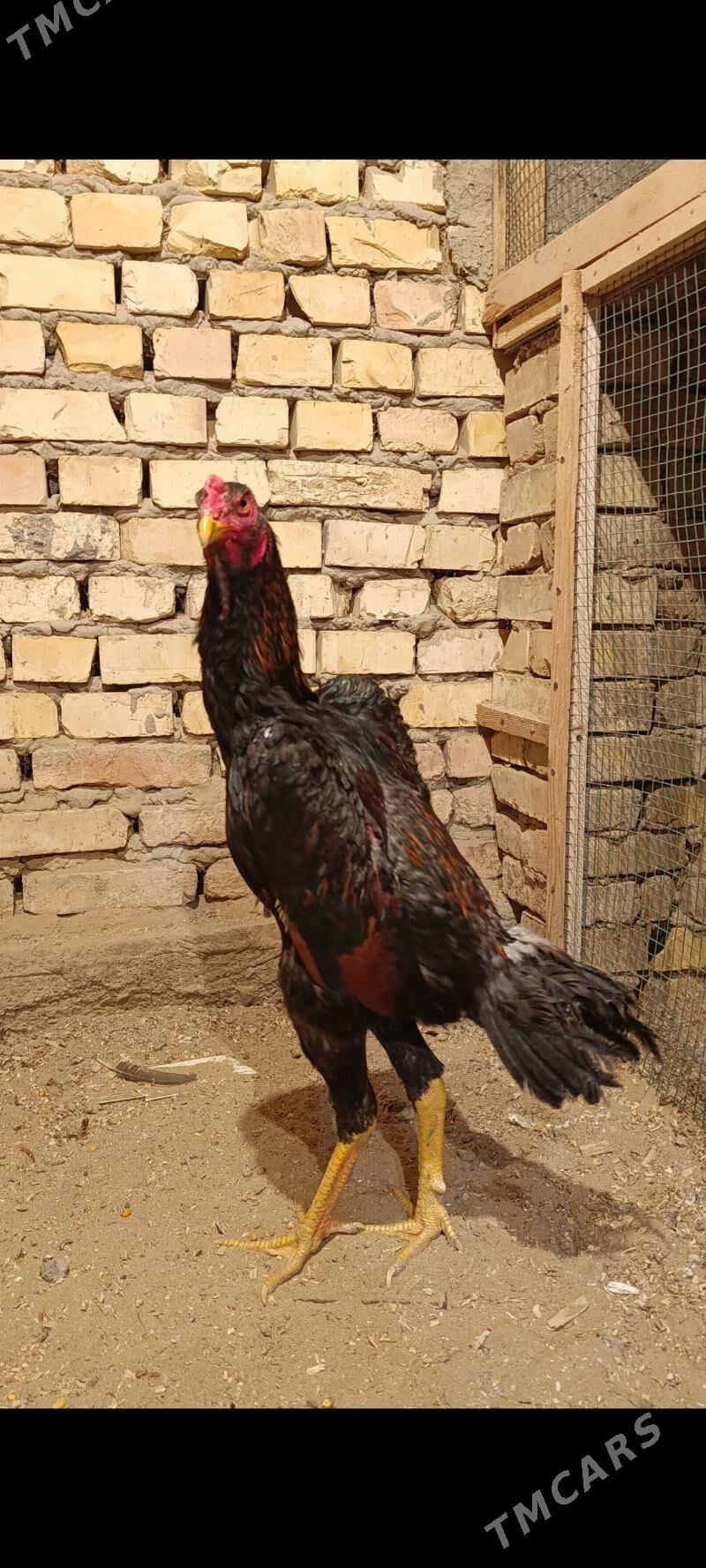 horoz - Mary - img 1