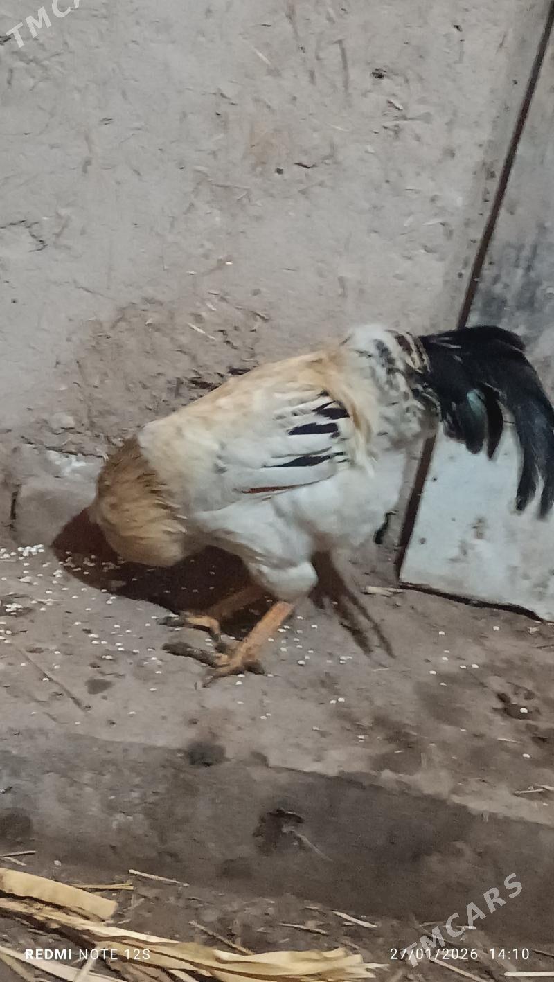 Goşmaky horaz - Болдумсаз - img 1