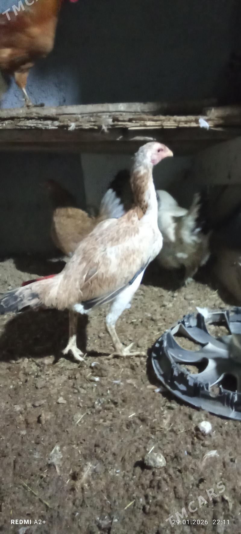 mäki - Гёкдже - img 1