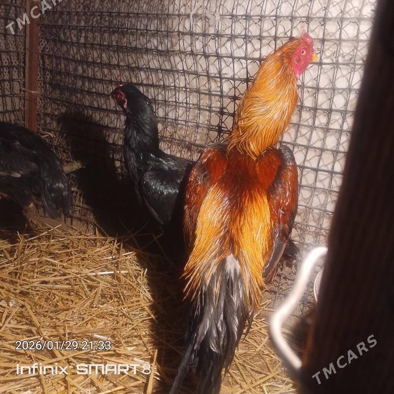 horaz - Dänew - img 1