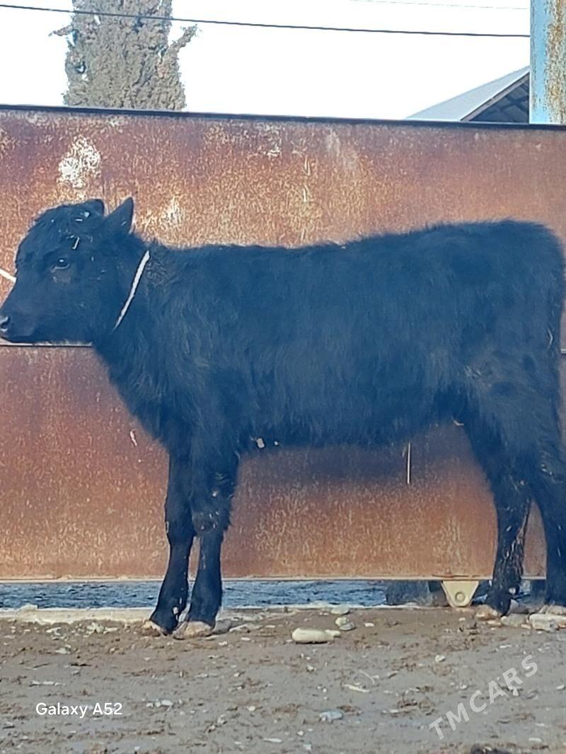 gbrit tuwe - Бахарден - img 1