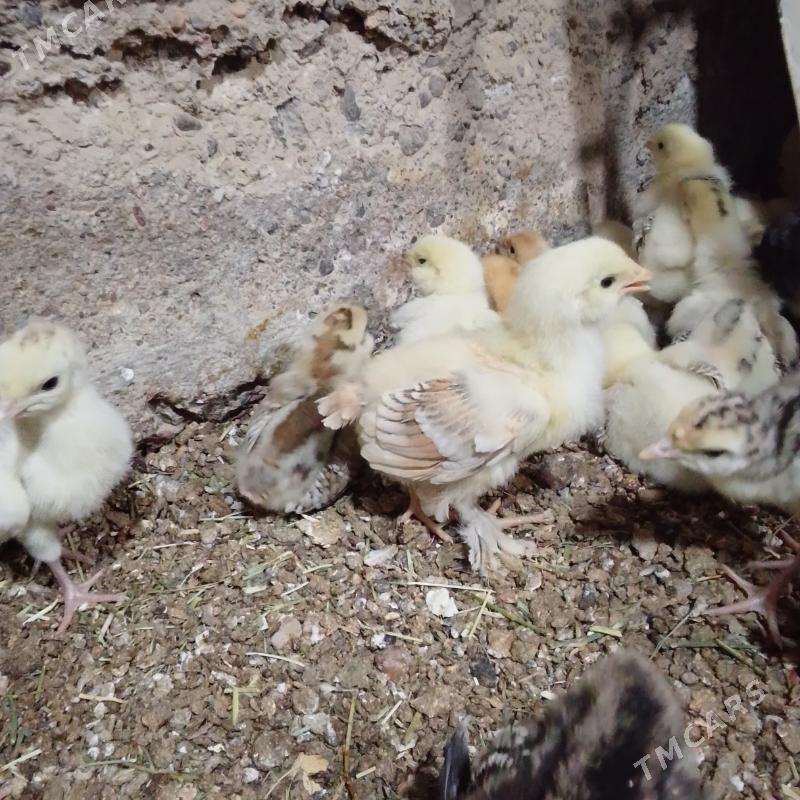 Brama juje - Baýramaly - img 1