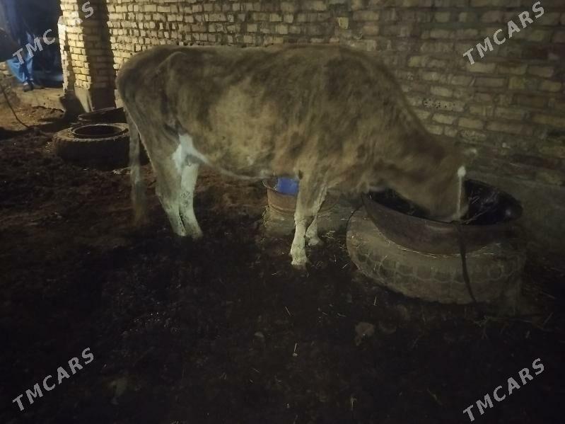 sygyr - Теджен - img 1