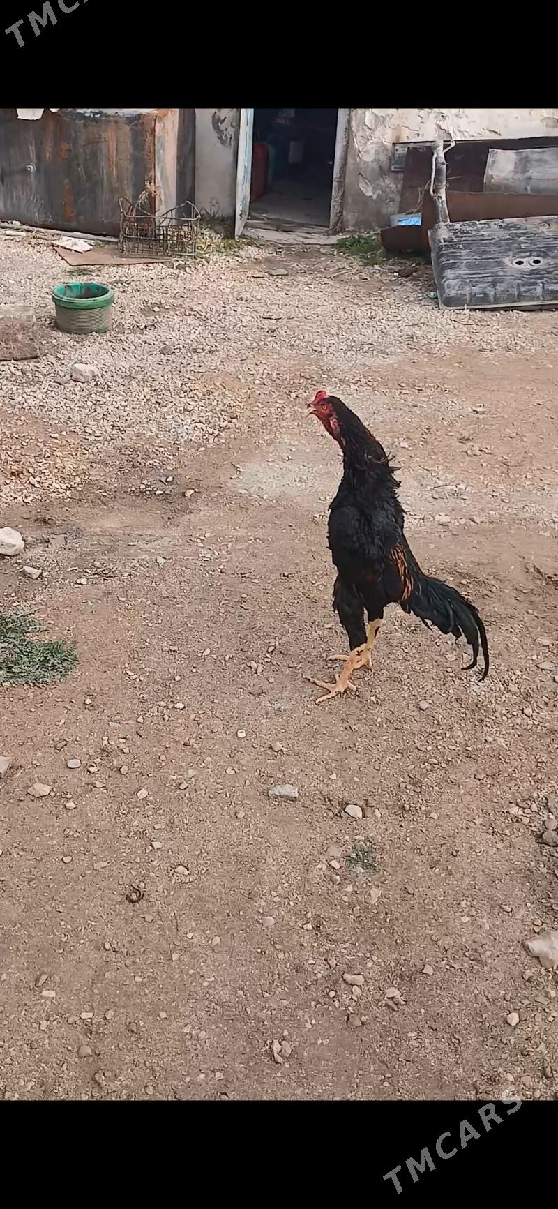 taskent - Балканабат - img 1