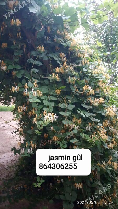 GAŹON OTLAR GULLER - Мары - img 1