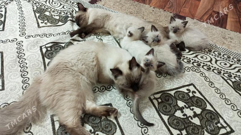 siamskiy pisik сиамские котята - Daşoguz - img 1