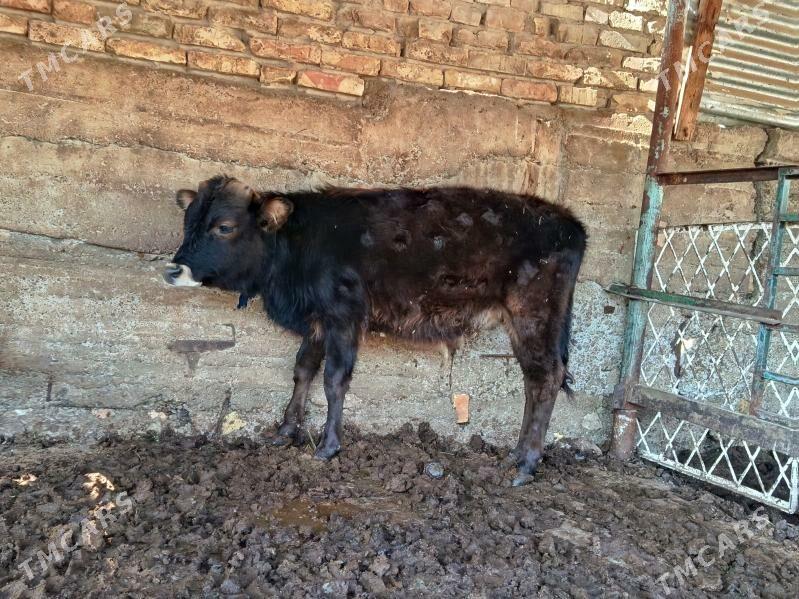 Okuz - Кëши - img 1