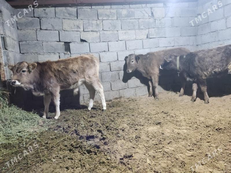 3 okuz - Gökdepe - img 1