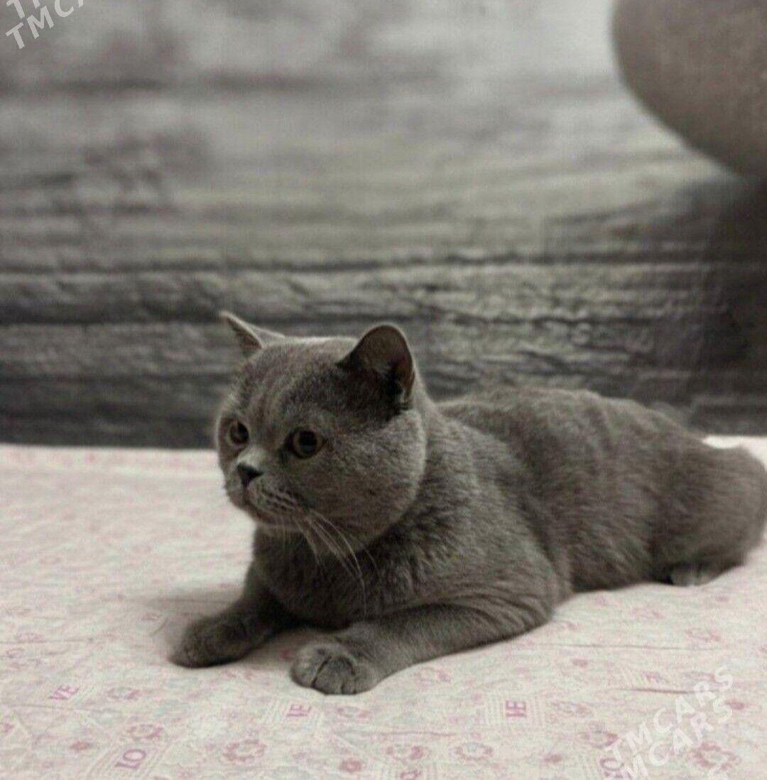 pisik - Aşgabat - img 1