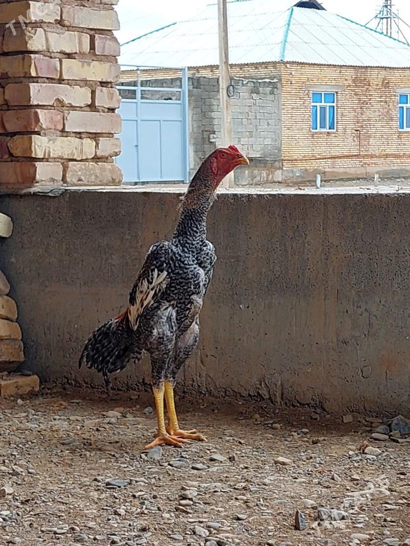 Taşkent - Теджен - img 1