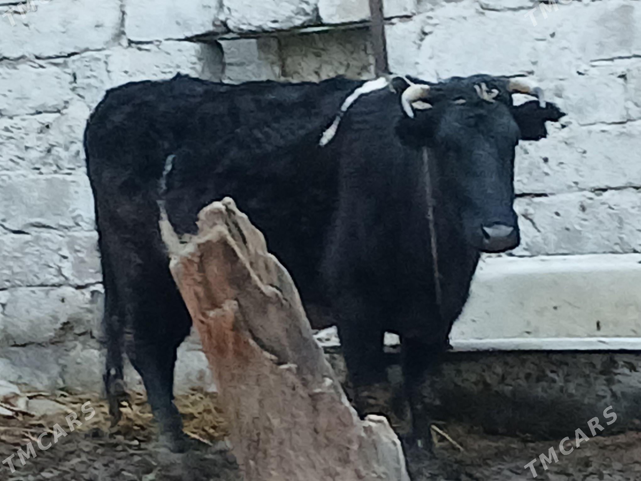 bogaz sygyr - Büzmeýin - img 1