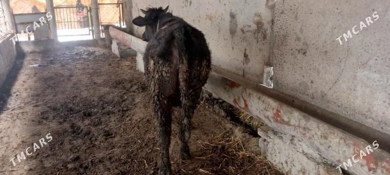 öküz - Ak bugdaý etraby - img 1